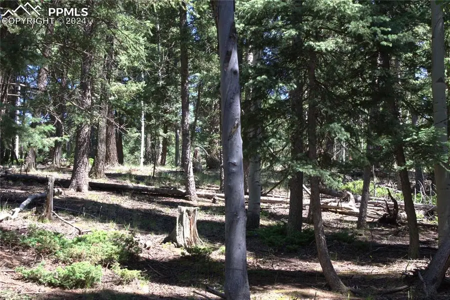 358 Pawutsy Road, Florissant, CO 80816 - #3