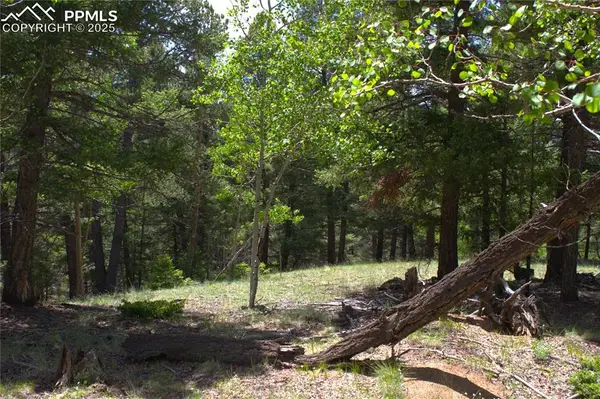 185 Cherry Lake Drive, Divide, CO 80814