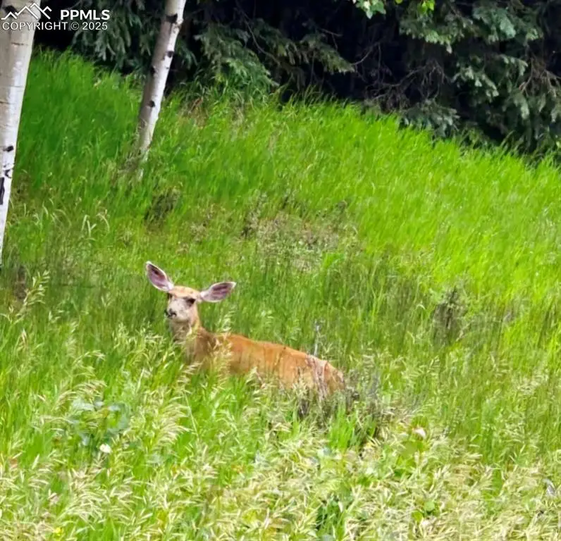 662 Spring Valley Lane, Florissant, CO 80816 - Image #2