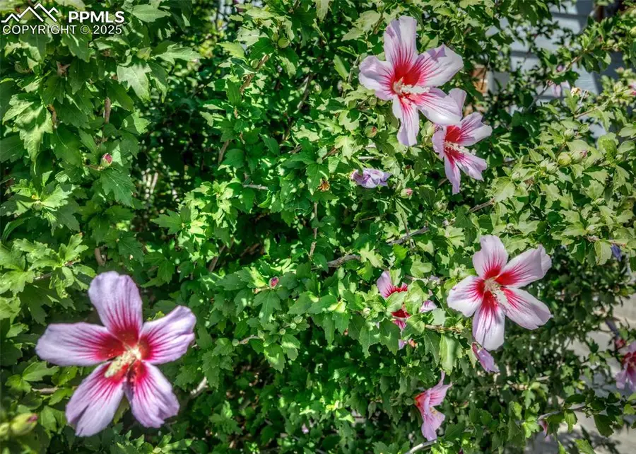 5160 Quill Drive, Colorado Springs, CO 80911 - Image #3