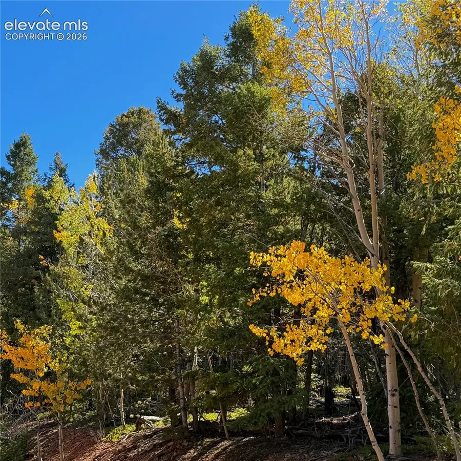 624 Witherite Drive, Divide, CO 80814 - #3