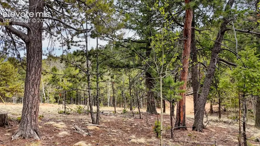 259 Potlatch Trail, Woodland Park, CO 80863 - #2