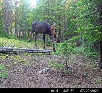 586 El Lobo Lane, Fairplay, CO 80440 - Image #2