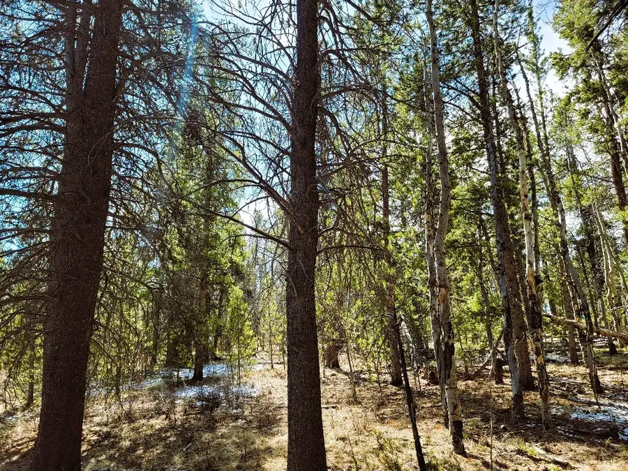 162 Thickspike Road, Fairplay, CO 80440 - Image #2