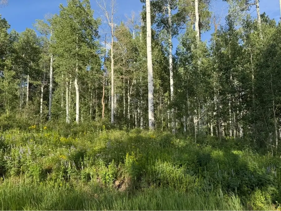 26320 Beaver Canyon Drive, Clark, CO 80428 - Image #3