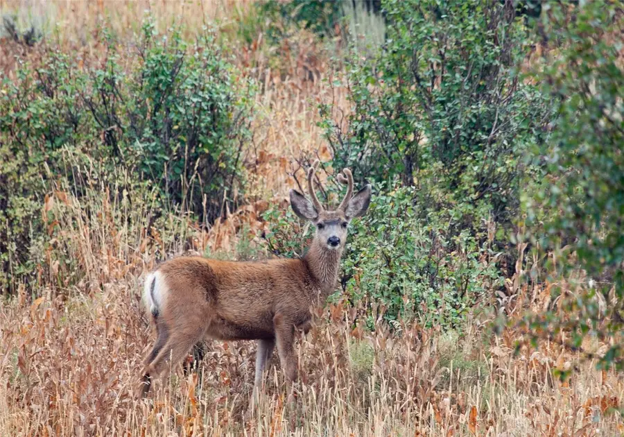 33335 Appaloosa Way, Oak Creek, CO 80467 - #3