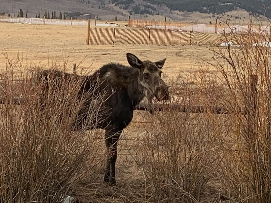 00 Michigan Hill Road, Jefferson, CO 80456 - #2