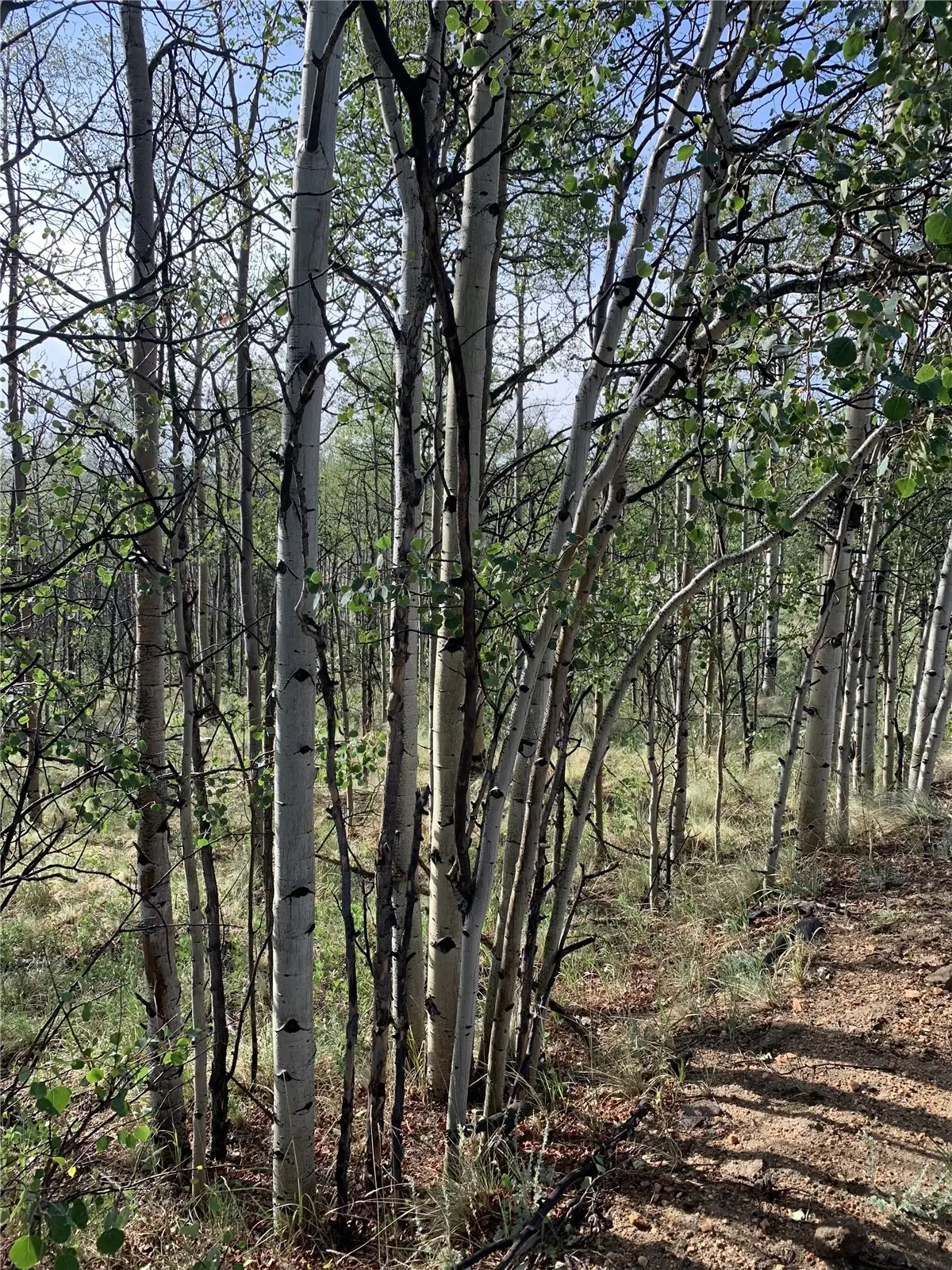 540 Vulture Lane, Como, CO 80432 - #1