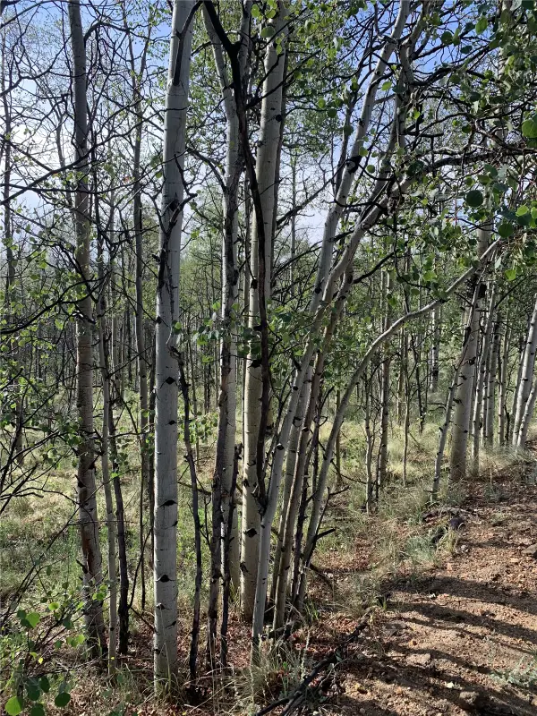 540 Vulture Lane, Como, CO 80432