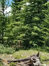3130 High Creek Road, Fairplay, CO 80440 - #1