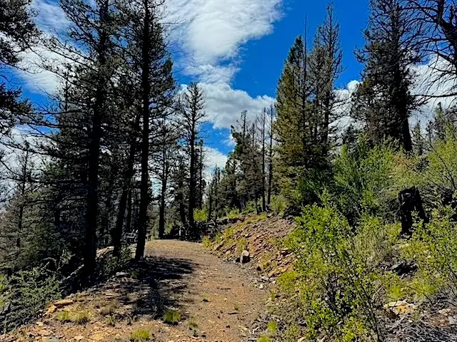 2022 Middle Fork, Fairplay, CO 80440 - #3