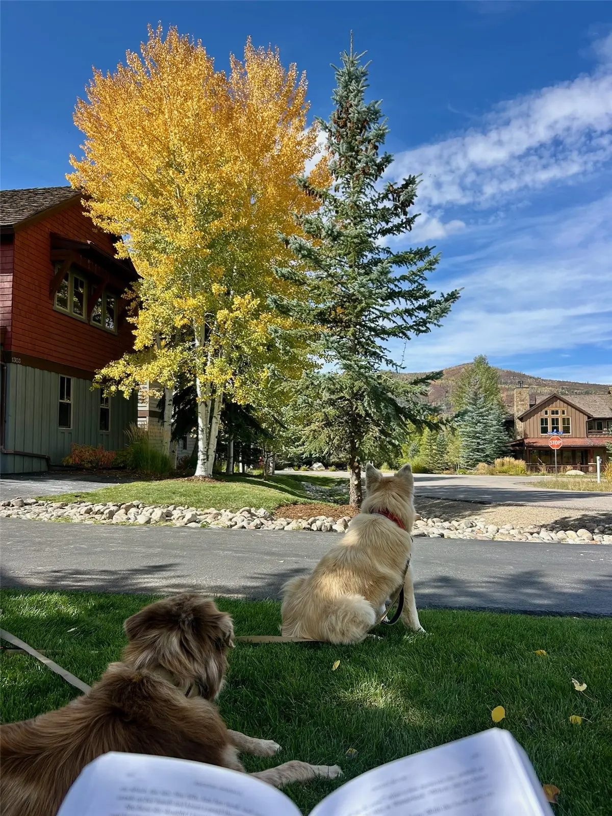 1315 Turning Leaf Court #Deed F, Steamboat Springs, CO 80487 - #1