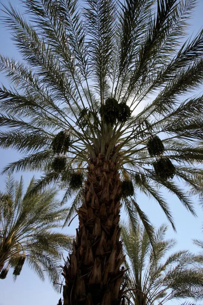 0 Monroe Street, Thermal, CA 92274 - Image #3