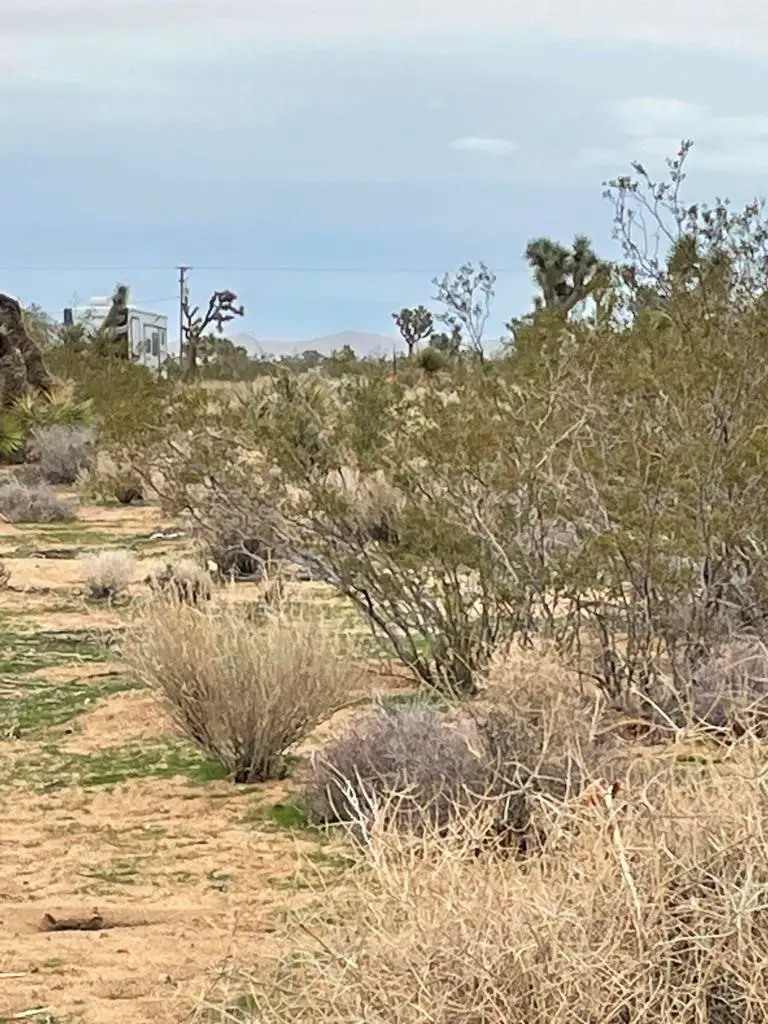 58383 Beavertail Lane, Yucca Valley, CA 92284 - #2