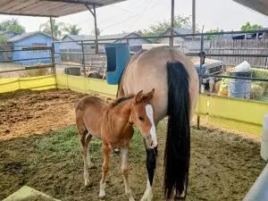 4052 Lindsay Street, Jurupa Valley, CA 92509 - #1