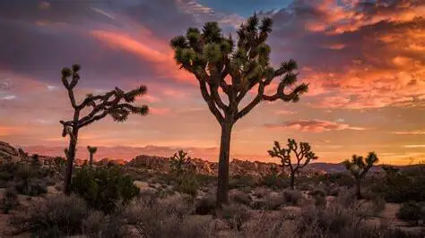 Hwy Ca-62, Joshua Tree, CA 92252 - Image #2