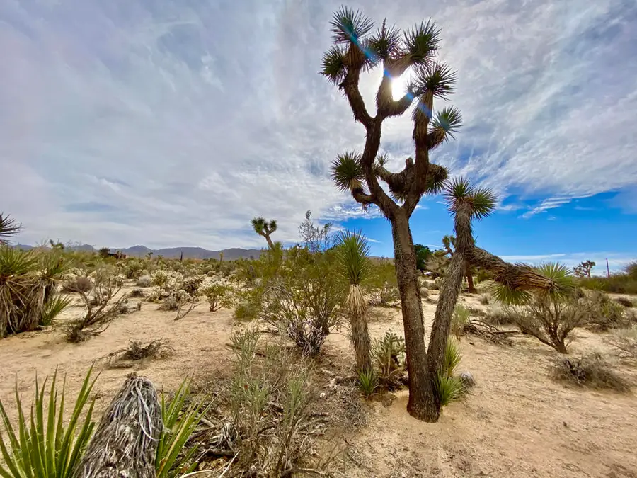 6925 Sunnyhill Road, Joshua Tree, CA 92252 - Image #3