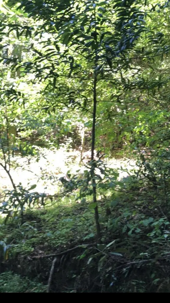 0 Visitar Street, Scotts Valley, CA 95066 - Image #1