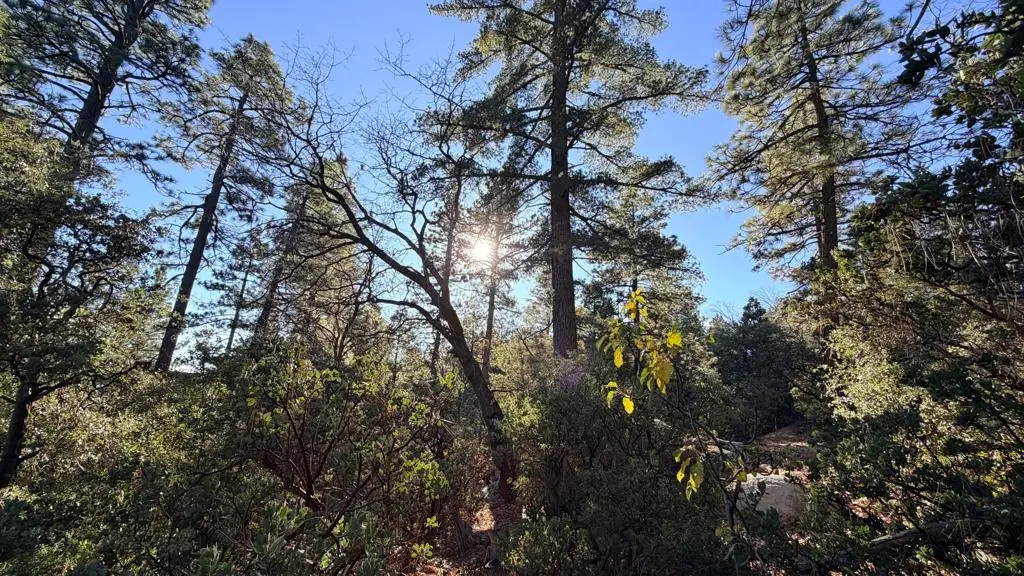 53040 Starlite Lane, Idyllwild, CA 92549 - Image #1