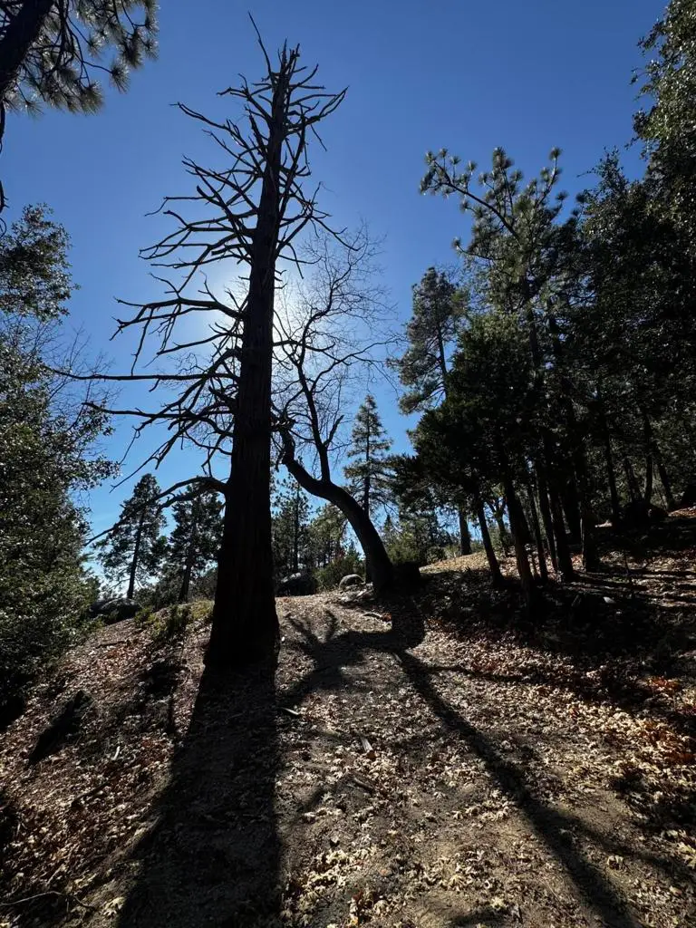 25327 Scenic View Drive, Idyllwild, CA 92549 - Image #2