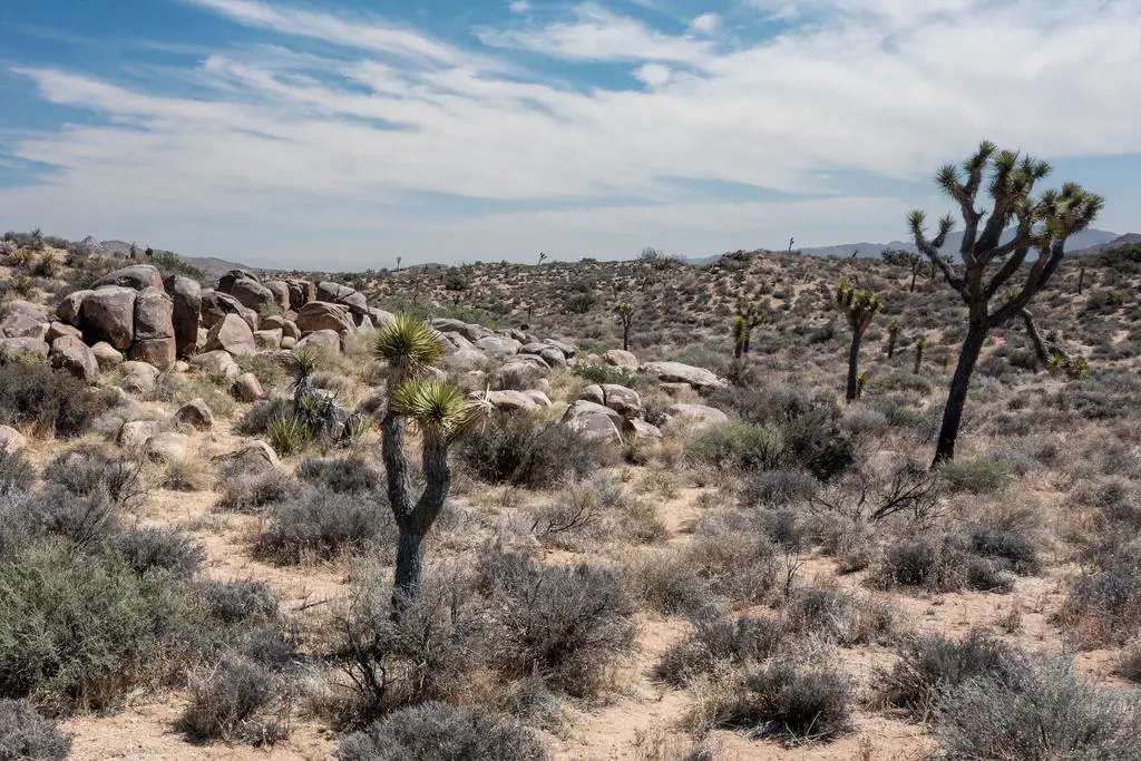 101 Hondo Street, Pioneertown, CA 92268 - #1