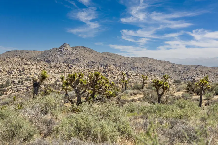 101 Hondo Street, Pioneertown, CA 92268 - #3