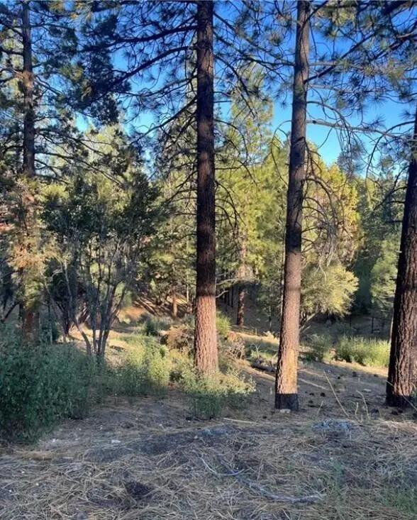 545 Division Drive, Big Bear, CA 92314 - #3
