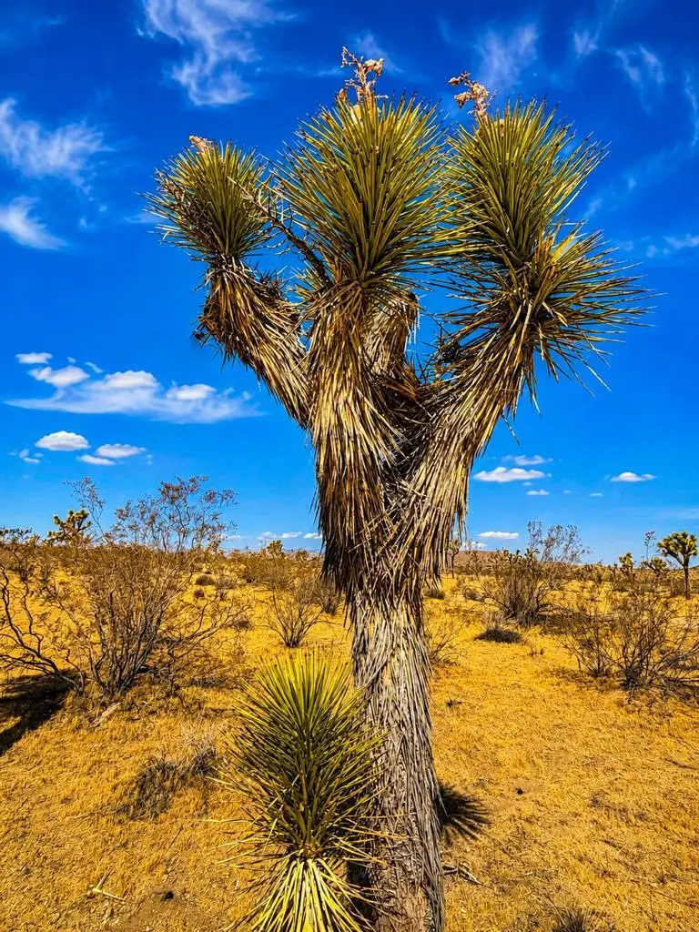 0 Rockwood Road, Joshua Tree, CA 92252 - #3