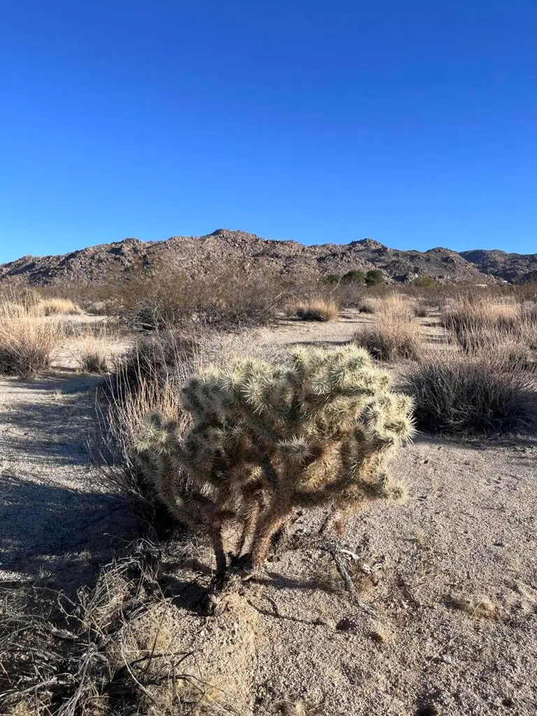 0 Lee Rd, Twentynine Palms, CA 92277 - #1