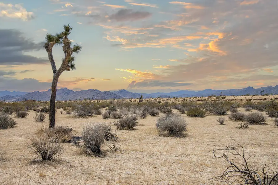 61155 Wilson Street, Joshua Tree, CA 92252 - #2