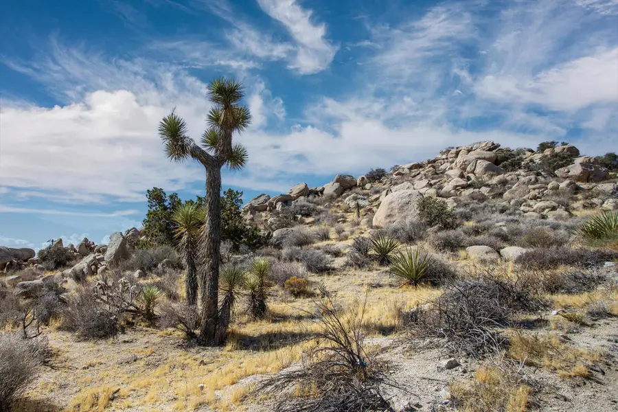 205 Bandera Road, Yucca Valley, CA 92284 - #3