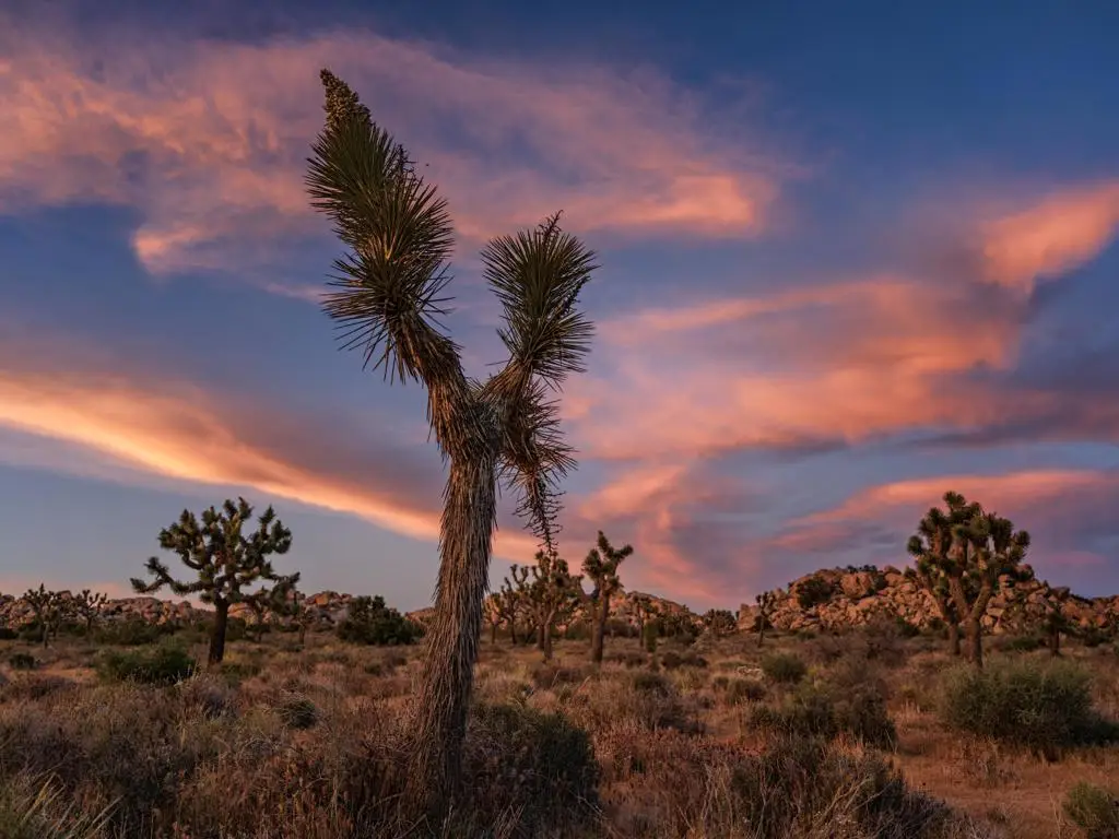 0 Gods Way Love Road, Pioneertown, CA 92268 - #1