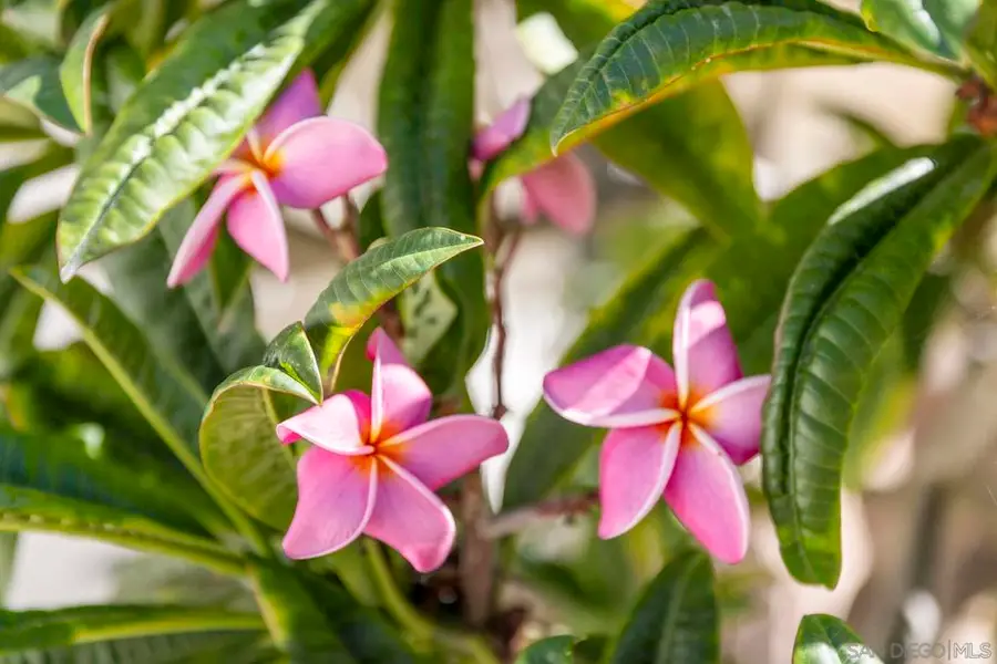 38795 Harris Truck Trail, Fallbrook, CA 92028 - #2