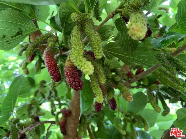 45220 Los Gatos Road, Temecula, CA 92590 - #2