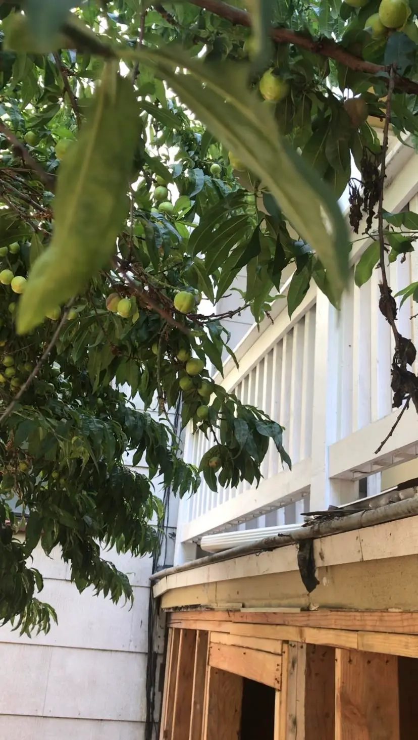 3529 Mission St, San Francisco, CA 94110 - Image #2