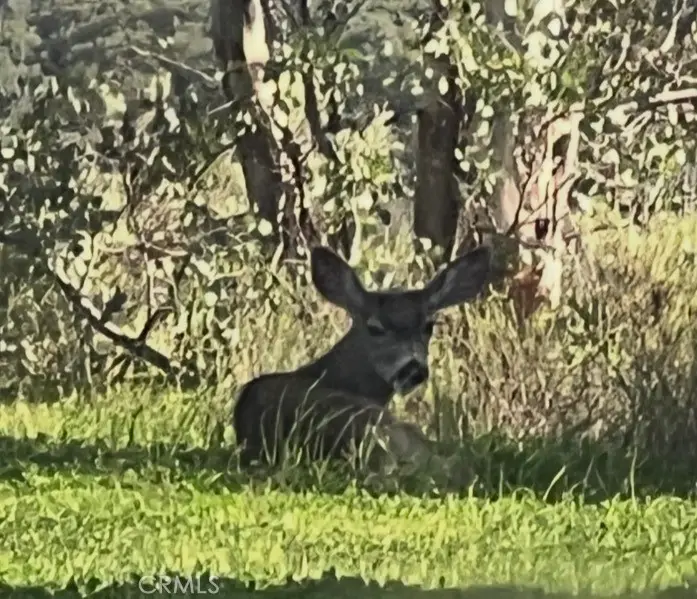 0 0, Ortega Mountain, CA 92675 - #2