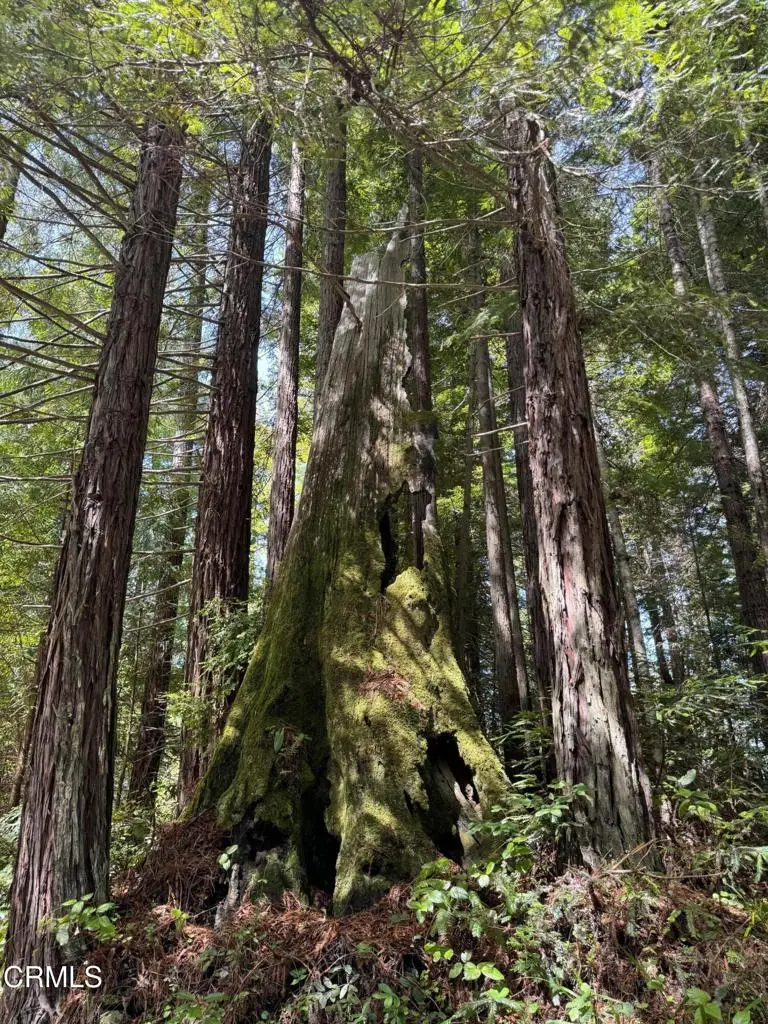 23501 Branscomb Road, Westport, CA 95488 - #3