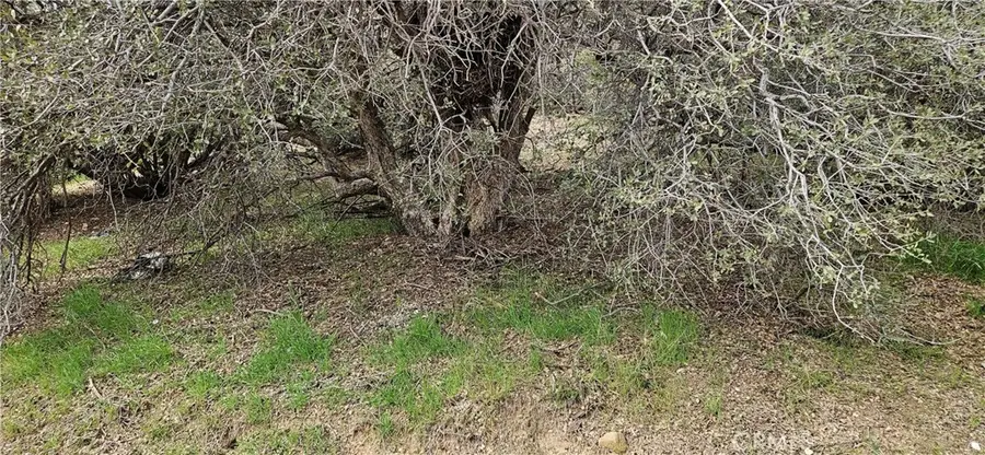 8243 Simson Rd, Pinon Hills, CA 92372 - #2