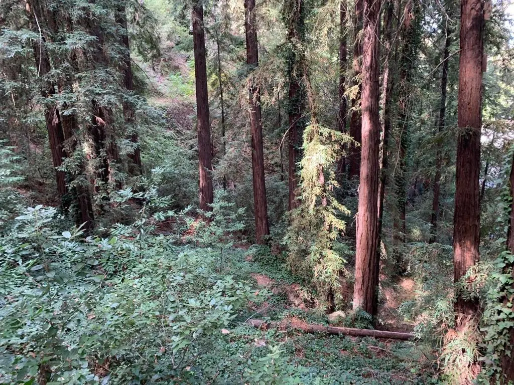 21745 Lindbergh Drive, Los Gatos, CA 95033 - Image #1