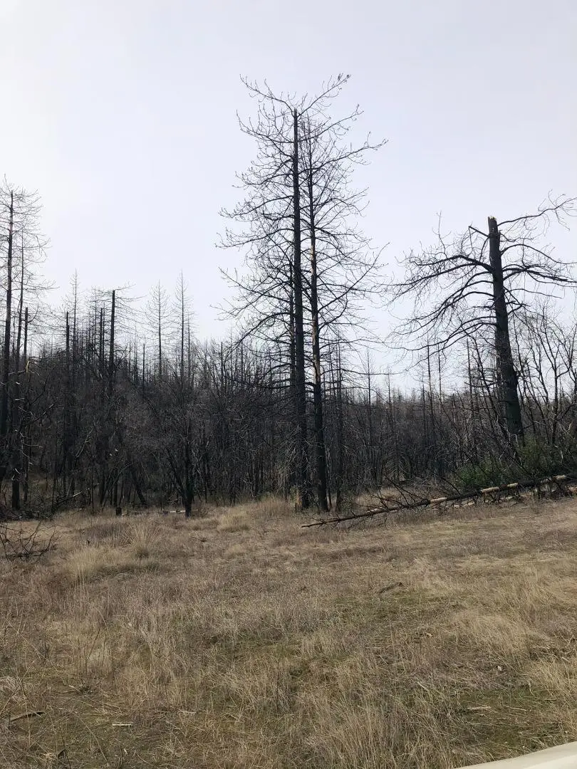 164 Graystone Lane, Berry Creek, CA 95916 - Image #3