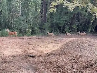 12 Montecito Road, Woodside, CA 94062 - Image #1