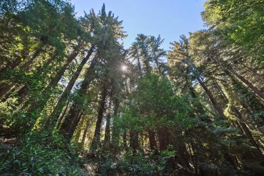 446 Old La Honda Road, Woodside, CA 94062 - Image #3