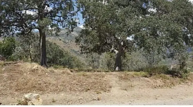 29170 Teresa Spring Road, Tollhouse, CA 93667 - #2