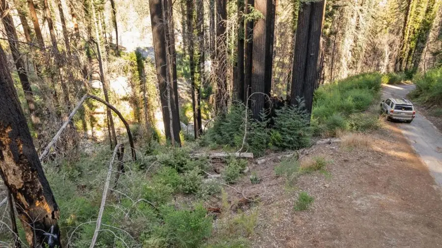 Boulder Brook Drive, Boulder Creek, CA 95006 - Image #3