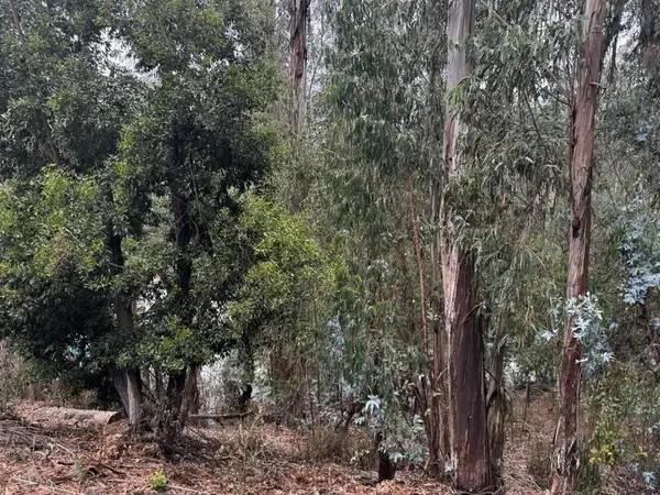 6587 Thornhill Drive, Oakland, CA 94611