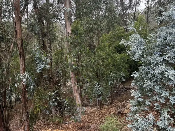 6567 Thornhill Drive, Oakland, CA 94611