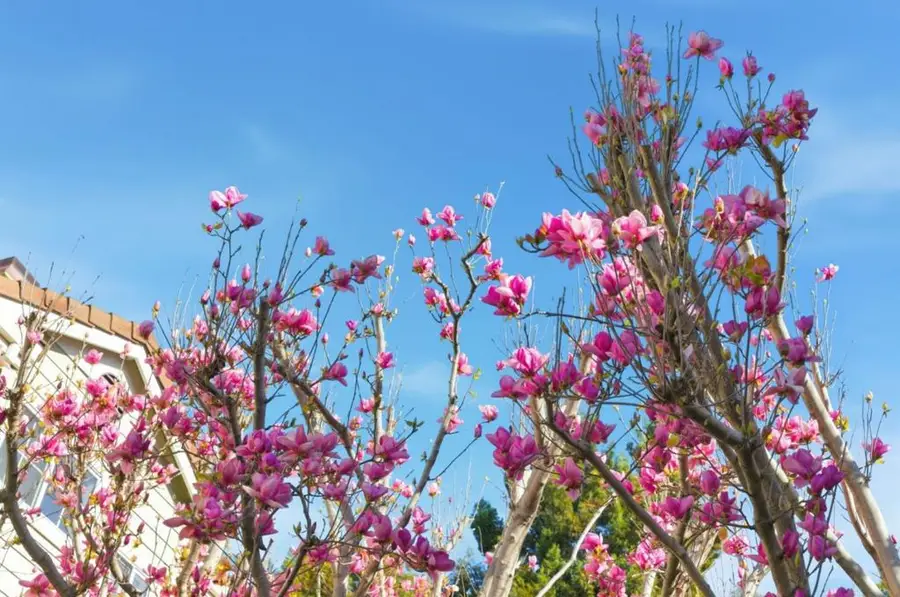 509 Porpoise Bay Terrace #C, Sunnyvale, CA 94089 - #3