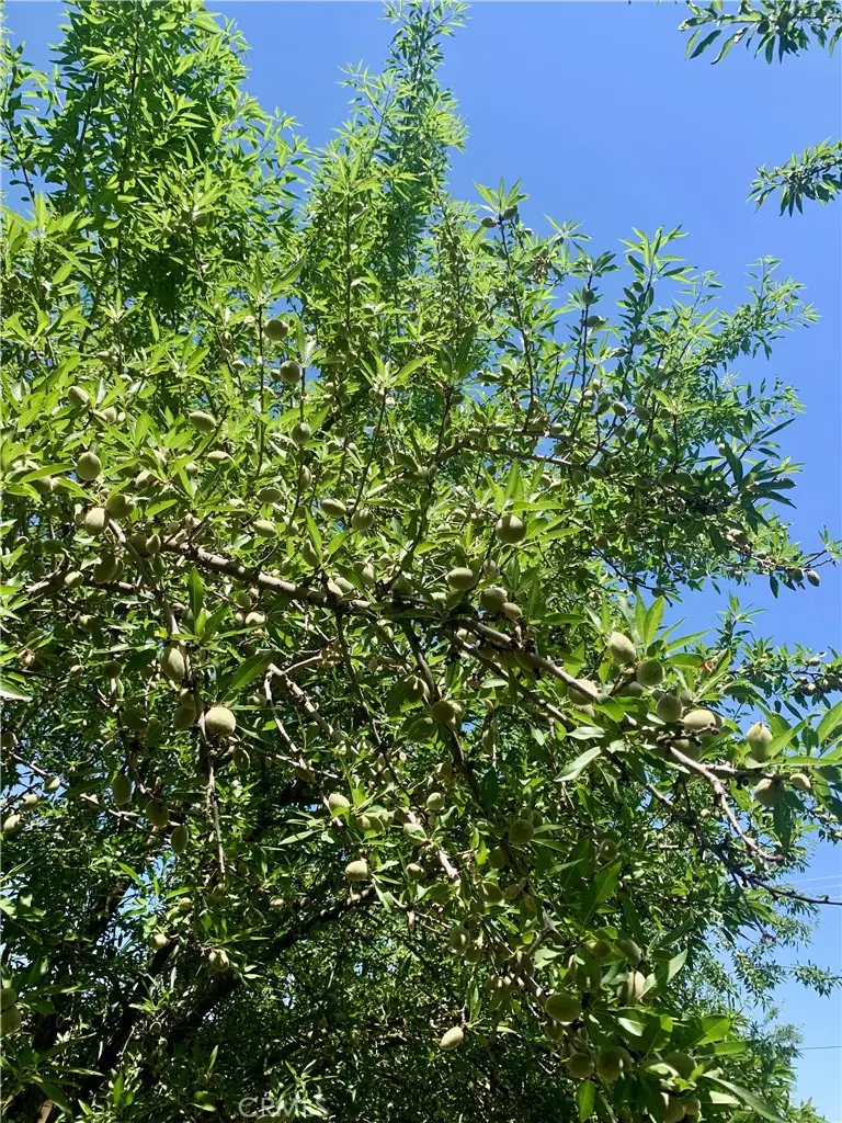 10351 Avenue 112, Pixley, CA 93256 - Image #3