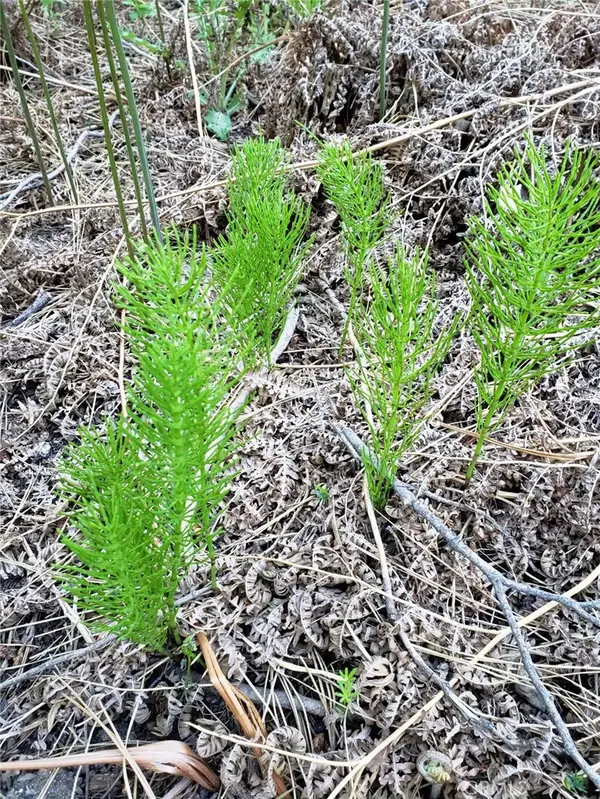 29531 Little Bear Creek Road, Cedar Glen, CA 92321