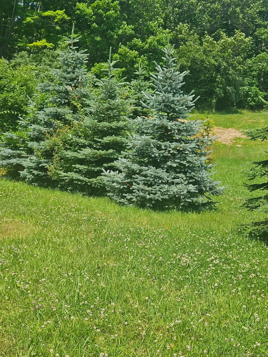 508 Al Harvey Road, Stonington Town, CT 06359 - Image #3